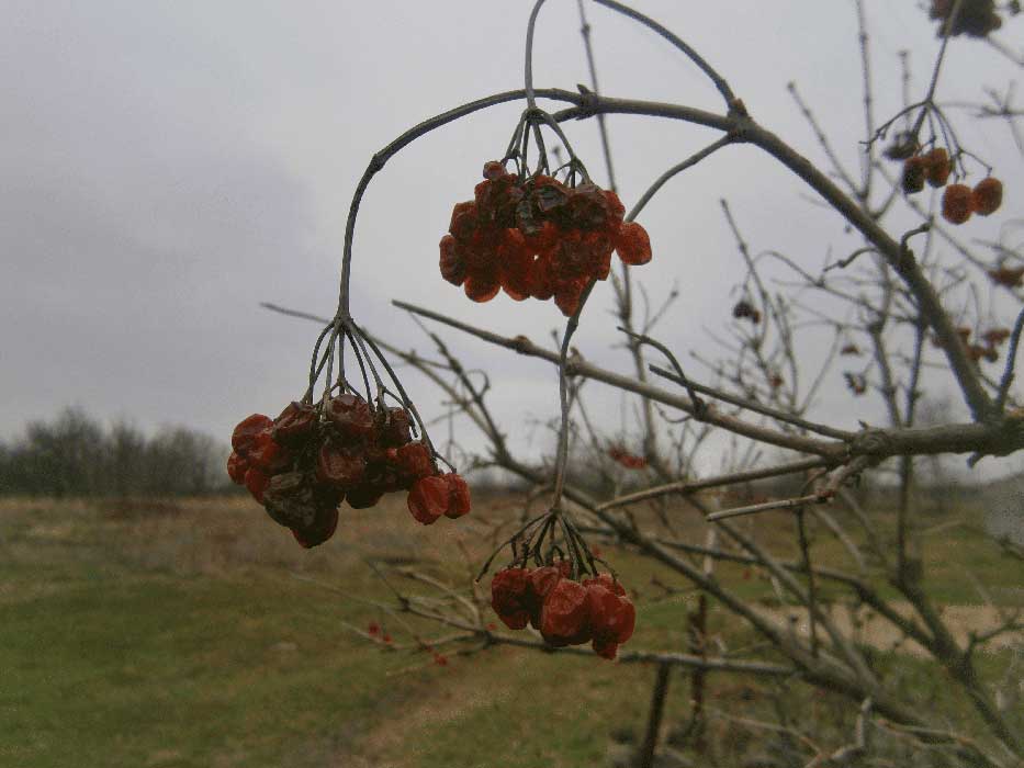 калина
